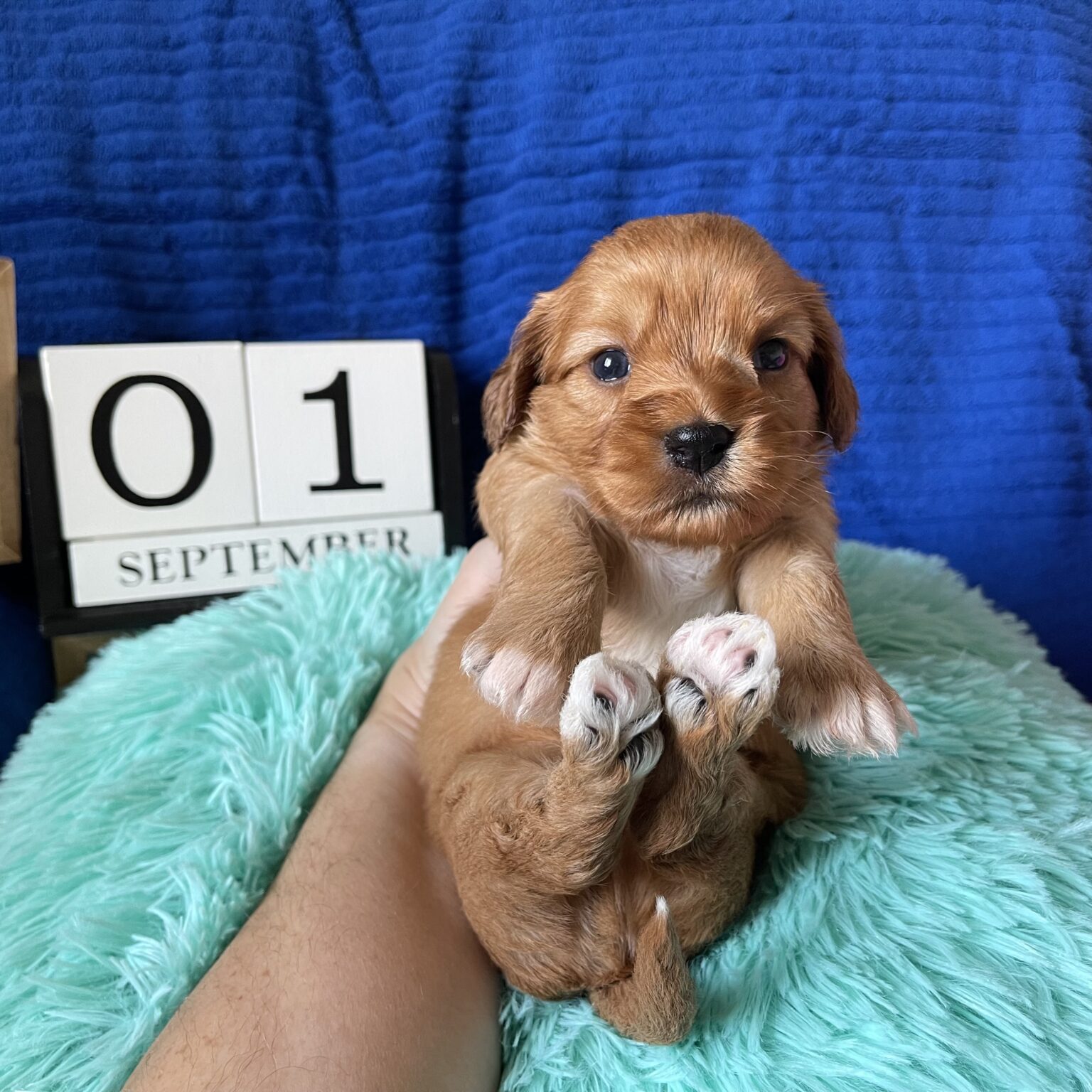 Cavanese Puppies For Sale | Carolyn's Cananese | Cavanese Puppy